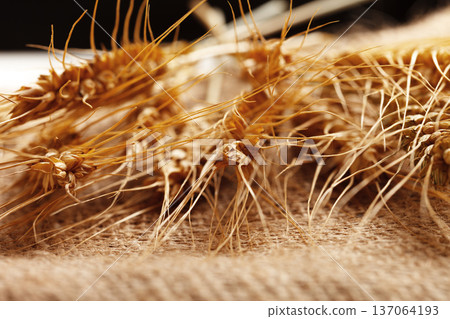 Wheat grains on burlap fabric displayed in a close-up view during harvest season Wheat grains on burlap fabric displayed in a close-up view during harvest season 137064193
