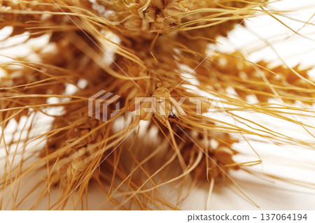 Wheat stalks showing details of grains and fibers under a bright light during harvest season 137064194