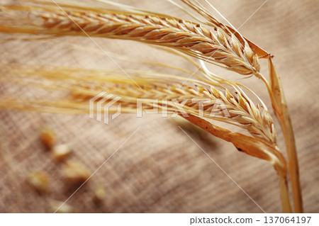 Wheat stalks on a burlap cloth during late afternoon light in a rustic setting Wheat stalks on a burlap cloth during late afternoon light in a rustic setting 137064197