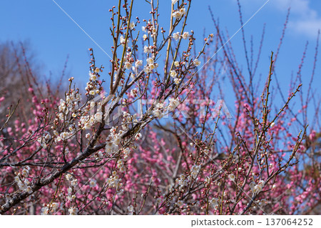 Beautiful plum blossoms blooming in early spring - Dwarf Winter Solstice Beautiful plum blossoms blooming in early spring - Dwarf Winter Solstice 137064252