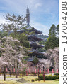 京都醍醐寺五重塔與盛開的櫻花 137064288