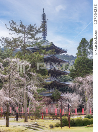 京都醍醐寺五重塔與盛開的櫻花 137064288