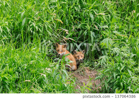 A mother and her fox cub stand in the grass in Mukawa, Hokkaido [May] 137064386