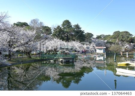 大宮公園的櫻花 大宮公園的櫻花 137064463