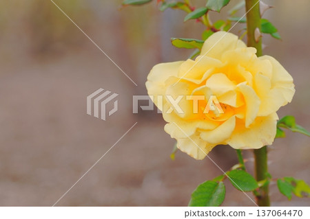 Gentle yellow rose flower 137064470