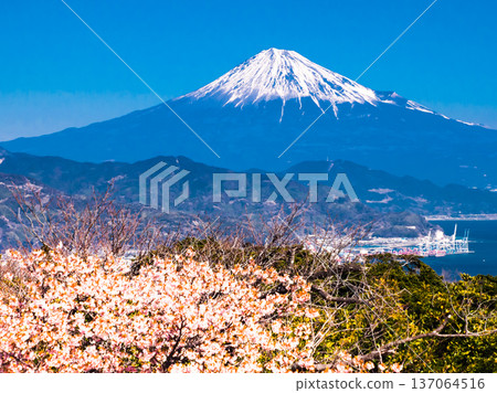 "Snow-covered Mount Fuji and Kawazu cherry blossoms" seen from Nihon-daira "Snow-covered Mount Fuji and Kawazu cherry blossoms" seen from Nihon-daira 137064516