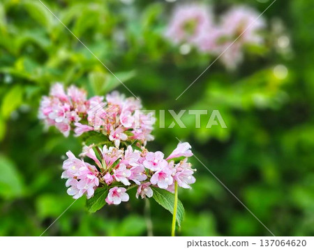 Small flower with pink color Small flower with pink color 137064620