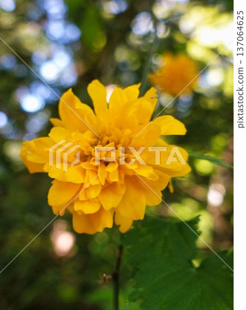 黃花 黃花 137064625