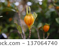 Orange gardenia fruit 137064740