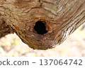 A hole in a tree 137064742