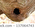 A hole in a tree 137064743