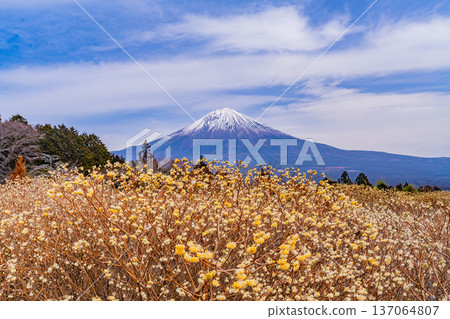Mitsumata flowers and Mt. Fuji in Shiraito Nature Park (Shizuoka Prefecture) Mitsumata flowers and Mt. Fuji in Shiraito Nature Park (Shizuoka Prefecture) 137064807
