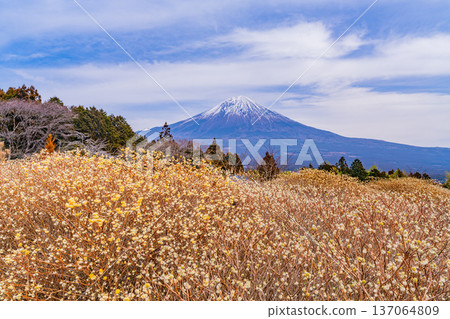 Mitsumata flowers and Mt. Fuji in Shiraito Nature Park (Shizuoka Prefecture) 137064809