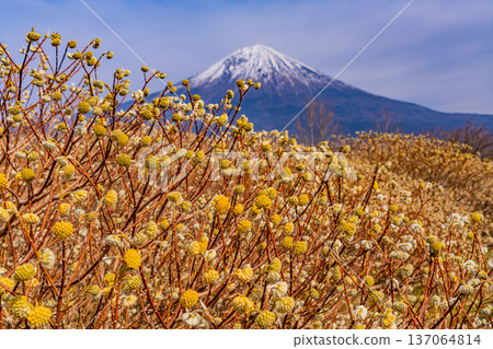Mitsumata flowers and Mt. Fuji in Shiraito Nature Park (Shizuoka Prefecture) 137064814