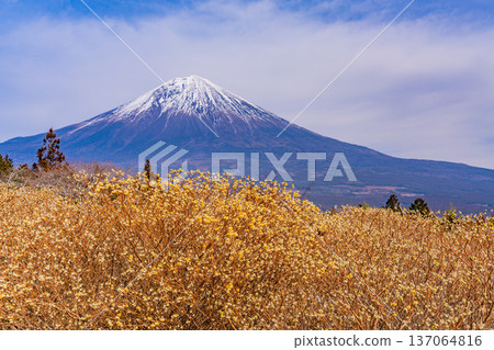 Mitsumata flowers and Mt. Fuji in Shiraito Nature Park (Shizuoka Prefecture) Mitsumata flowers and Mt. Fuji in Shiraito Nature Park (Shizuoka Prefecture) 137064816