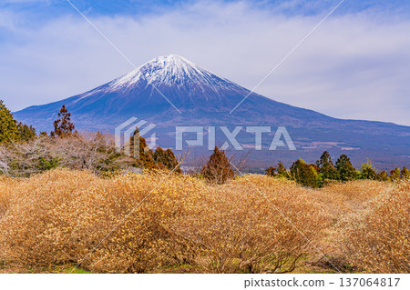 Mitsumata flowers and Mt. Fuji in Shiraito Nature Park (Shizuoka Prefecture) 137064817