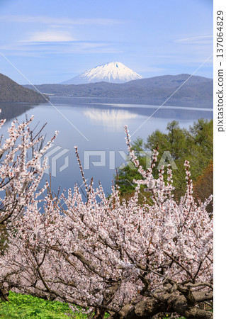 Mount Yotei and Lake Toya seen from Sobetsu Park, surrounded by plum blossoms in full bloom, in Sobetsu Town, Hokkaido (May) 137064829