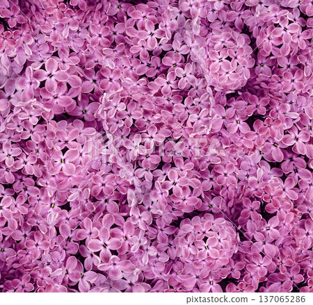 Floral spring background. Vintage watercolor background of lilac flowers. Close-up. Nature. Floral spring background. Vintage watercolor background of lilac flowers. Close-up. Nature. 137065286