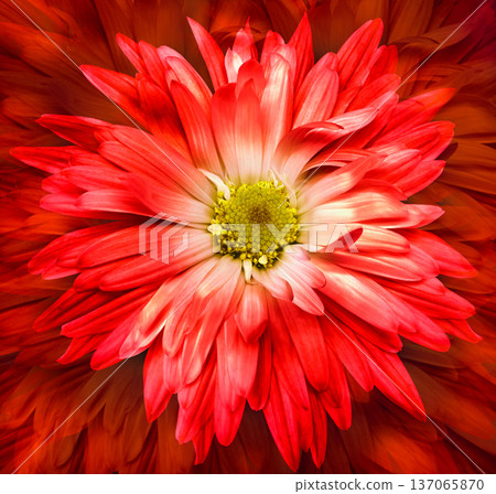 Pink chrysanthemum flower on black isolated background with clipping path. Closeup.. Nature. Pink chrysanthemum flower on black isolated background with clipping path. Closeup.. Nature. 137065870
