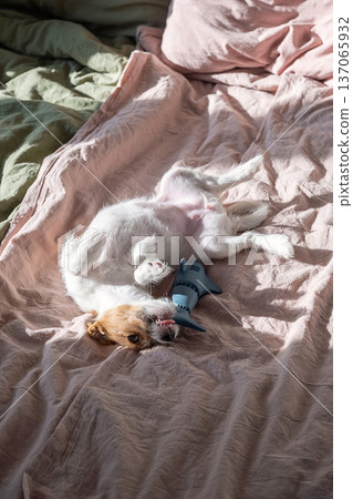 Small dog playing on back with toy on pink and green bedsheets. Small dog playing on back with toy on pink and green bedsheets. 137065932