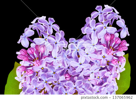 Branch of lilac flowers isolated on  black background with clipping path. For design.  In high resolution. Studio photo. 137065962
