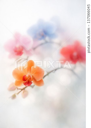 Colorful Phalaenopsis orchid flowers floating softly (transparent background, close-up) 137066045