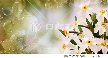 Bouquet of   white daffodil flowers. Floral spring background. Close-up. Nature. 137066119