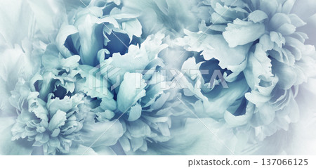 Floral spring background. Pink peonies and   petals. Close-up. .Soft focus. Nature 137066125