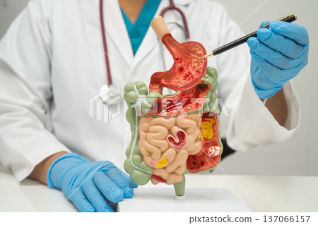 Digestive system with stomach and intestine, Asian doctor holding human anatomy model for study diagnosis and treatment in hospital. 137066157