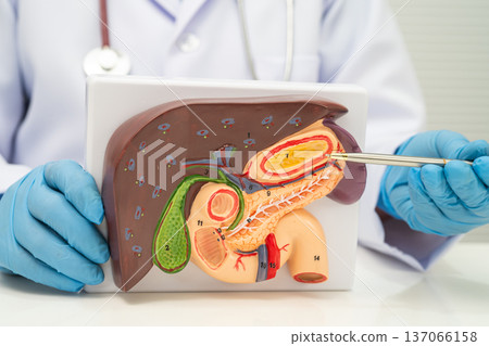 Liver with gallbladder, pancreas spleen and duodenum, Asian doctor holding human anatomy model for study diagnosis and treatment in hospital. 137066158