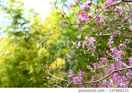 明月院的杜鵑花盛開 明月院的杜鵑花盛開 137066251