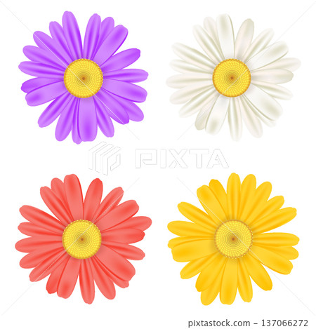 Realistic chamomile daisy flower icon collection Realistic chamomile daisy flower icon collection 137066272