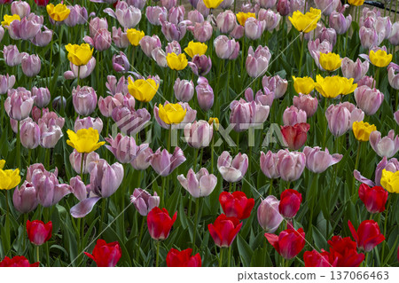  多彩鬱金香 137066463