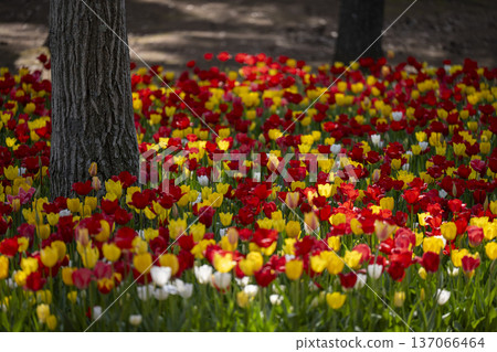 春天的陽光灑在五彩繽紛的鬱金香花田上 137066464