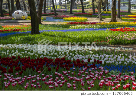 一個種滿鬱金香的公園 137066465