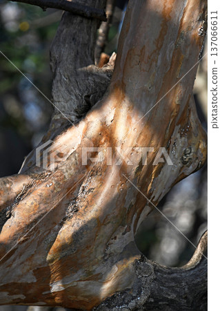 The bark of a crape myrtle trunk The bark of a crape myrtle trunk 137066611