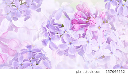 Floral spring background. Lilac bouquet pink flower petals. Close-up. Nature. Lilac bunch. Floral spring background. Lilac bouquet pink flower petals. Close-up. Nature. Lilac bunch. 137066632