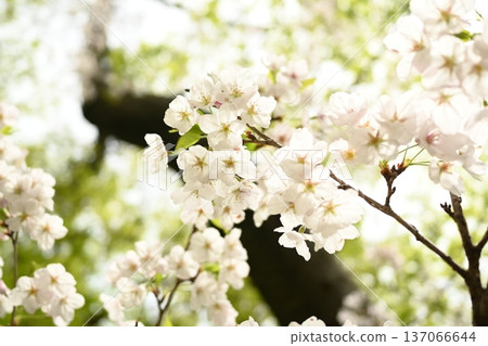 Cherry blossoms in bloom at Genjiyama Park 137066644