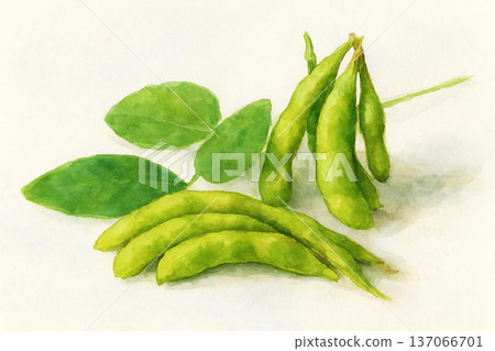 新鮮的毛豆 137066701