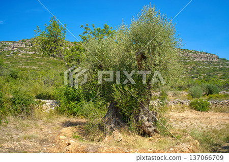 A gnarled, ancient olive tree with a thick trunk dominates the foreground of a rural landscape under a clear blue sky A gnarled, ancient olive tree with a thick trunk dominates the foreground of a rural landscape under a clear blue sky 137066709