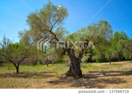 A majestic, centuries-old olive tree with a twisted trunk and verdant foliage dominates the landscape in the Sierra de Godall region A majestic, centuries-old olive tree with a twisted trunk and verdant foliage dominates the landscape in the Sierra de Godall region 137066728