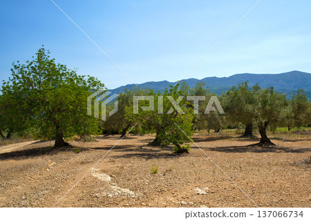 A sun-drenched landscape featuring gnarled, ancient olive trees with lush green foliage, set against the backdrop of the majestic Sierra de Godall mountain range 137066734