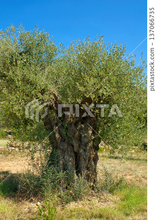 A majestic, centuries-old olive tree with a thick, twisted trunk and lush green foliage thrives in the dry, rocky landscape of Sierra de Godall 137066735