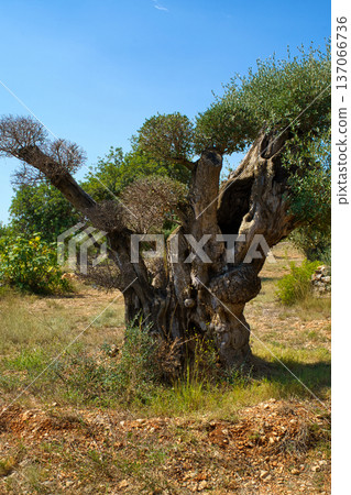 A majestic, centuries-old olive tree with a twisted, hollow trunk and weathered bark thrives under a clear blue sky in a rugged, sun-drenched terrain 137066736