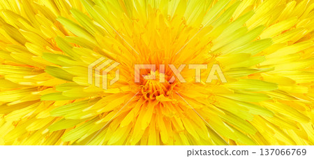 Yellow dandelion flower on a white isolated background with clipping path. Closeup. For design. Studio shot. Nature. Yellow dandelion flower on a white isolated background with clipping path. Closeup. For design. Studio shot. Nature. 137066769