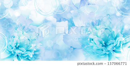 Blue  peony flower.  Floral background. Closeup. Nature. 137066771