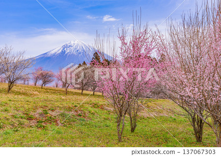 (Shizuoka Prefecture) Shiraito Natural Park: Mount Fuji seen through the plum grove in full bloom 137067303