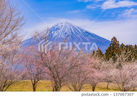 (靜岡縣)白絲自然公園:透過盛開的梅花林眺望富士山。 (靜岡縣)白絲自然公園:透過盛開的梅花林眺望富士山。 137067307