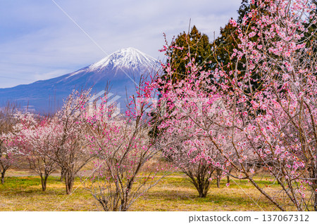 （靜岡縣）白絲自然公園：透過盛開的梅花林眺望富士山。 137067312