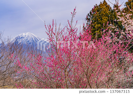 (Shizuoka Prefecture) Shiraito Natural Park: Mount Fuji seen through the plum grove in full bloom (Shizuoka Prefecture) Shiraito Natural Park: Mount Fuji seen through the plum grove in full bloom 137067315